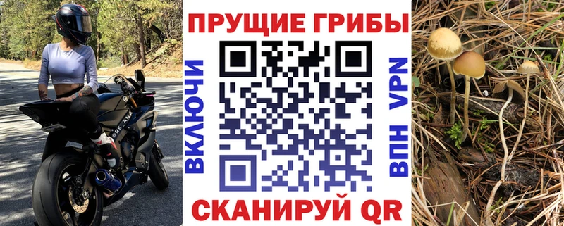как найти   Курск  Галлюциногенные грибы мицелий 